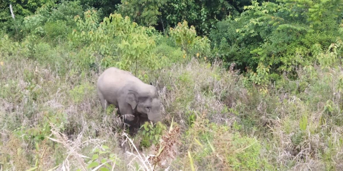 Young dispersal bull starting to disperse Bukit Tigapuluh National Park